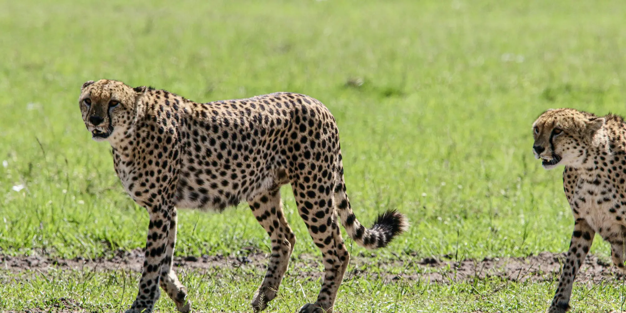 マサイマラ国立保護区