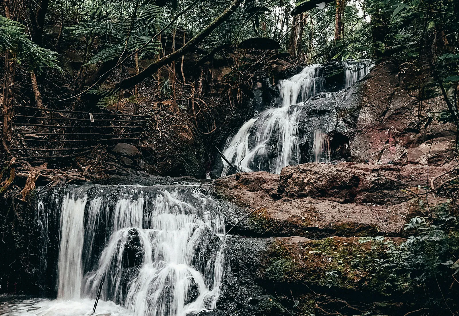 カルラの森：都市の中の静寂と自然美