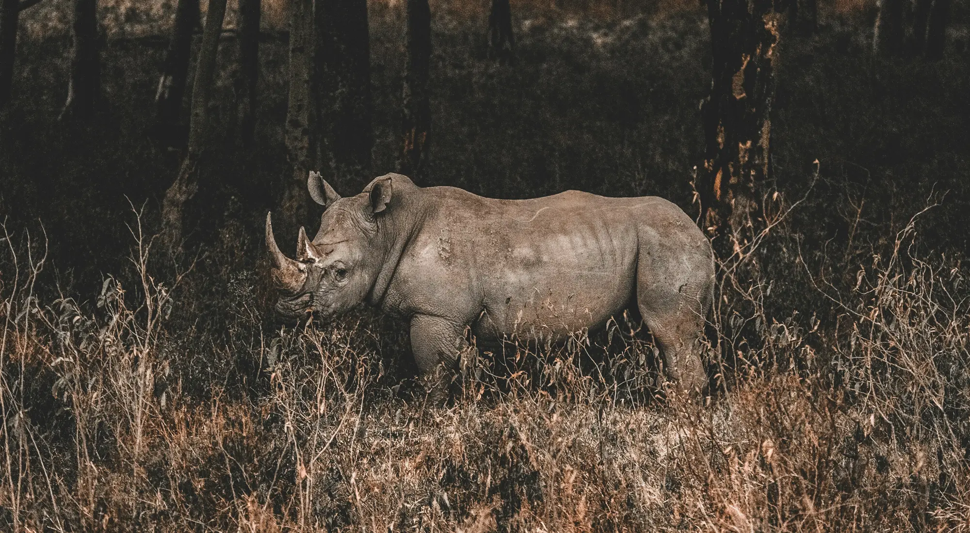 ニッポン・プロダクション・ケニアの映像コーディネート会社